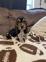 Black boy, a male Basset Hound for sale in Hudson, FL – 7 of 9