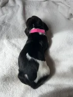 Pink girl, a female Basset Hound for sale in Hudson, FL – 3 of 3