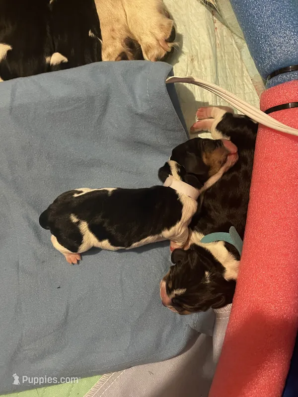 White girl  – Basset Hound puppy on hold in Hudson, FL