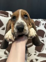 Blue boy , a male Basset Hound for sale in Hudson, FL – 10 of 10