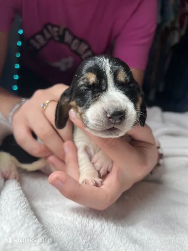Purple girl  – Basset Hound puppy on hold in Hudson, FL