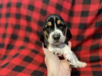 Red boy , a male Basset Hound for sale in Hudson, FL – 5 of 8