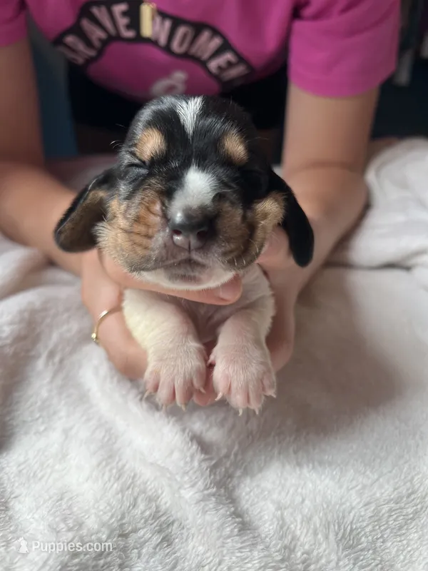 Black boy – Basset Hound puppy for sale in Hudson, FL