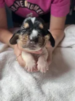 Black boy, a male Basset Hound for sale in Hudson, FL – 1 of 3