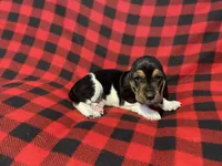 Yellow boy , a male Basset Hound for sale in Hudson, FL – 7 of 10