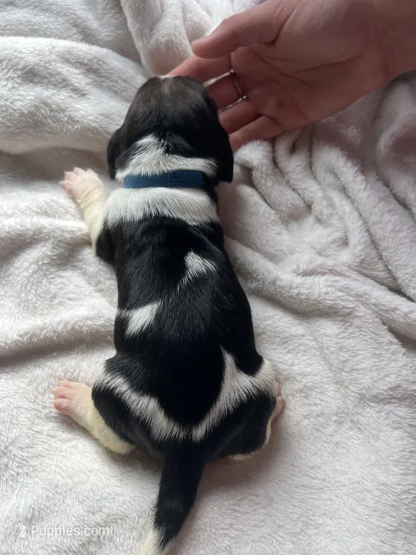 Blue boy  – Basset Hound puppy for sale in Hudson, FL