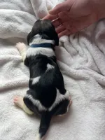 Blue boy , a male Basset Hound for sale in Hudson, FL – 1 of 3