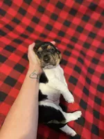 Yellow boy , a male Basset Hound for sale in Hudson, FL – 4 of 10