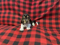 Black boy, a male Basset Hound for sale in Hudson, FL – 6 of 9