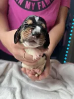 Black boy, a male Basset Hound for sale in Hudson, FL – 3 of 3