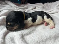Yellow boy , a male Basset Hound for sale in Hudson, FL – 3 of 3