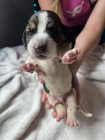 Blue boy , a male Basset Hound for sale in Hudson, FL – 2 of 3