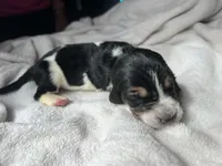 Purple girl , a female Basset Hound for sale in Hudson, FL – 2 of 3
