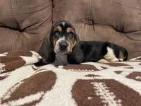 Green Boy, a male Basset Hound for sale in Hudson, FL – 9 of 10