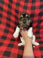 Yellow boy , a male Basset Hound for sale in Hudson, FL – 5 of 10