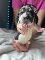 Brown boy , a male Basset Hound for sale in Hudson, FL – 3 of 3