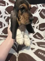 Yellow boy , a male Basset Hound for sale in Hudson, FL – 10 of 10