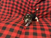 Green Boy, a male Basset Hound for sale in Hudson, FL – 6 of 10