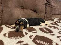 Green Boy, a male Basset Hound for sale in Hudson, FL – 10 of 10