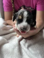 Blue boy , a male Basset Hound for sale in Hudson, FL – 3 of 3