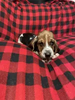 Blue boy , a male Basset Hound for sale in Hudson, FL – 9 of 10