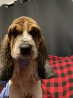 Blue boy , a male Basset Hound for sale in Hudson, FL – 8 of 10