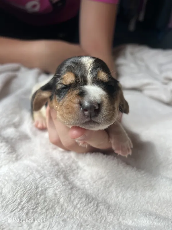 Pink girl – Basset Hound puppy for sale in Hudson, FL