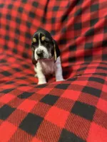 Red boy , a male Basset Hound for sale in Hudson, FL – 2 of 8