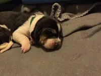 Green Boy, a male Basset Hound for sale in Hudson, FL – 2 of 3