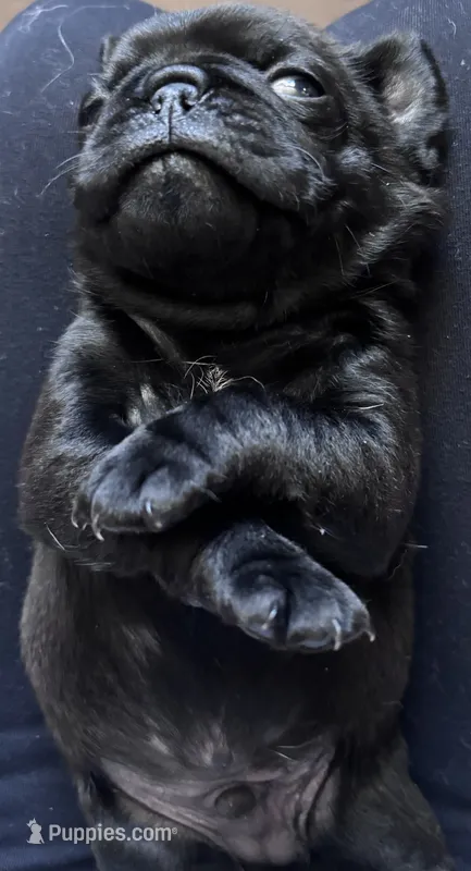 OUG – Pug puppy for sale in Crete, IL