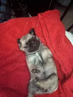 PUG, a female Pug for sale in Crete, IL – 2 of 2