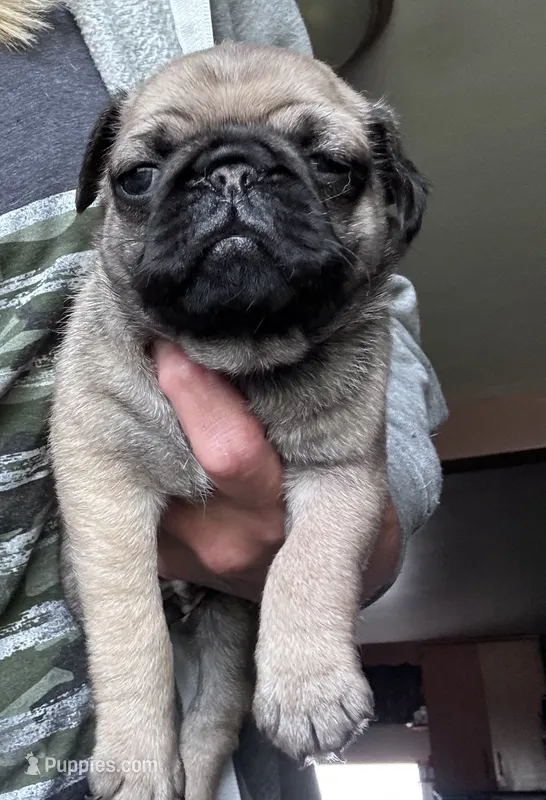 PUG – Pug puppy for sale in Crete, IL