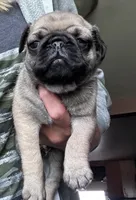 PUG, a female Pug for sale in Crete, IL – 1 of 2