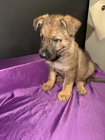 Willow, a female German Shepherd Dog for sale in Ashford, WV – 1 of 3