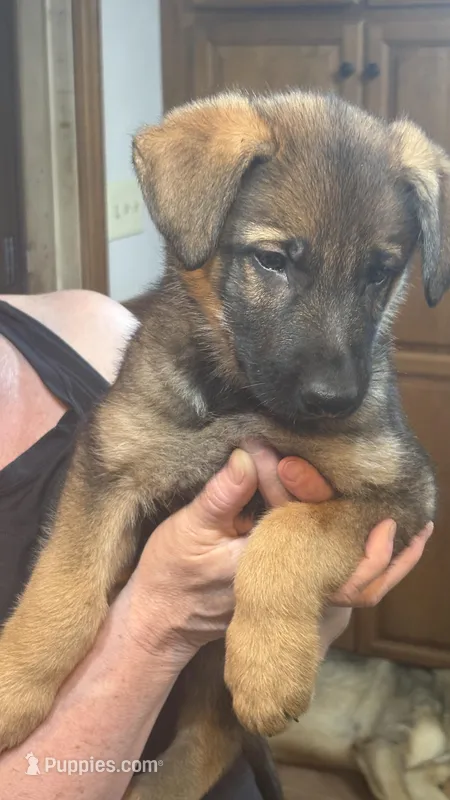 Rex  – German Shepherd Dog puppy for sale in Ashford, WV