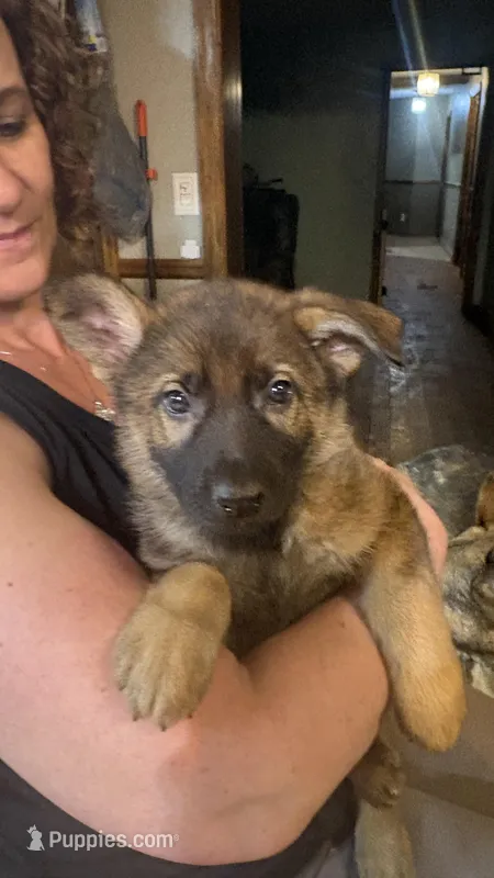 Rex  – German Shepherd Dog puppy for sale in Ashford, WV