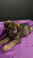 Chance, a male German Shepherd Dog for sale in Ashford, WV – 2 of 2