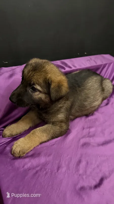 Chance – German Shepherd Dog puppy for sale in Ashford, WV