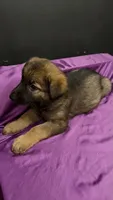 Chance, a male German Shepherd Dog for sale in Ashford, WV – 1 of 2
