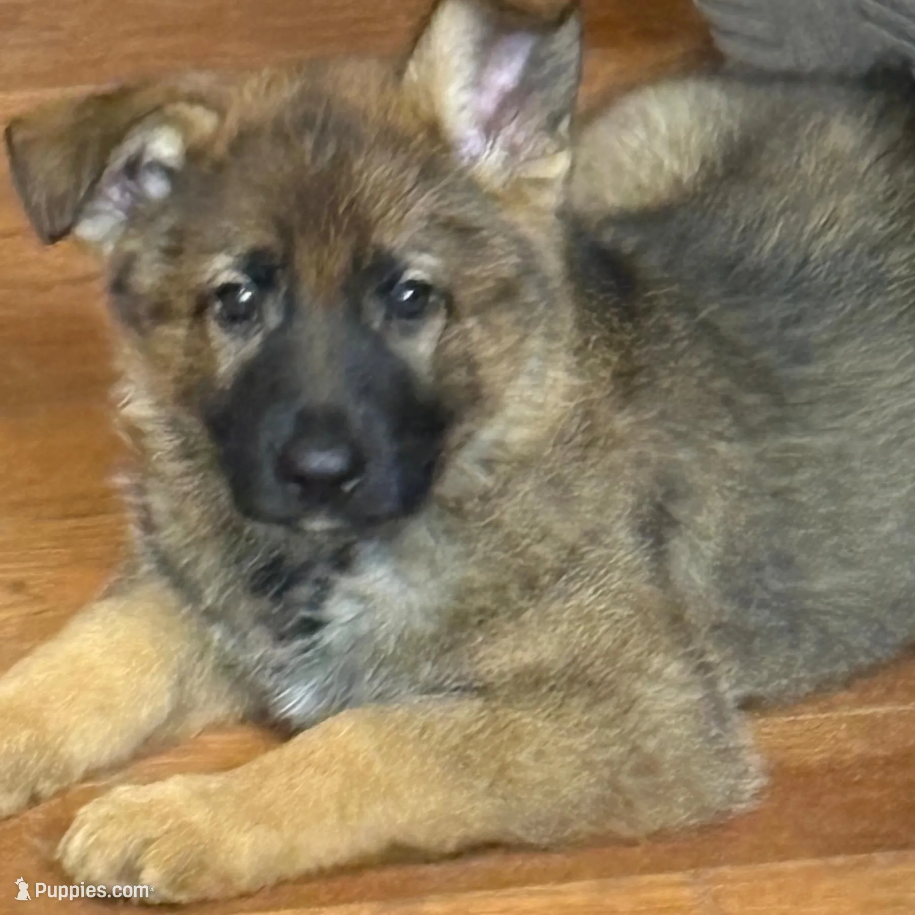 Bruno – German Shepherd Dog puppy for sale in Ashford, WV