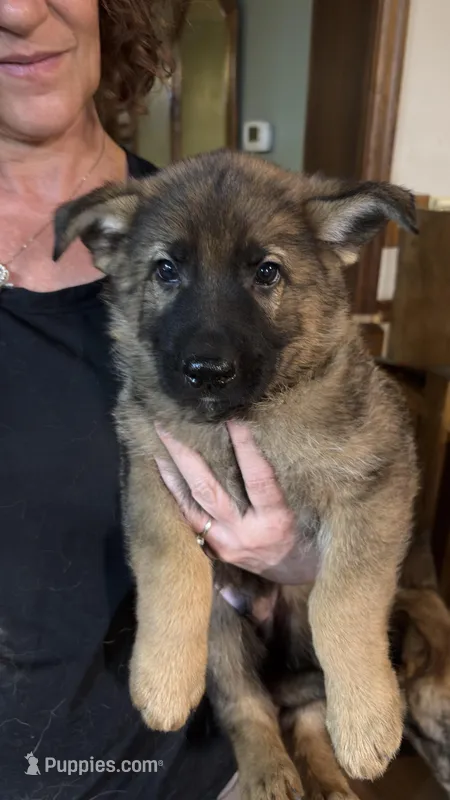 Bruno – German Shepherd Dog puppy for sale in Ashford, WV