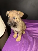 Luna, a female German Shepherd Dog for sale in Ashford, WV – 2 of 3