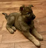 Axel, a male German Shepherd Dog for sale in Ashford, WV – Photo 2 of 3