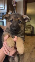 Axel, a male German Shepherd Dog for sale in Ashford, WV – Photo 1 of 3