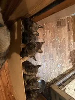 Samson, a male German Shepherd Dog for sale in Ashford, WV – 2 of 2