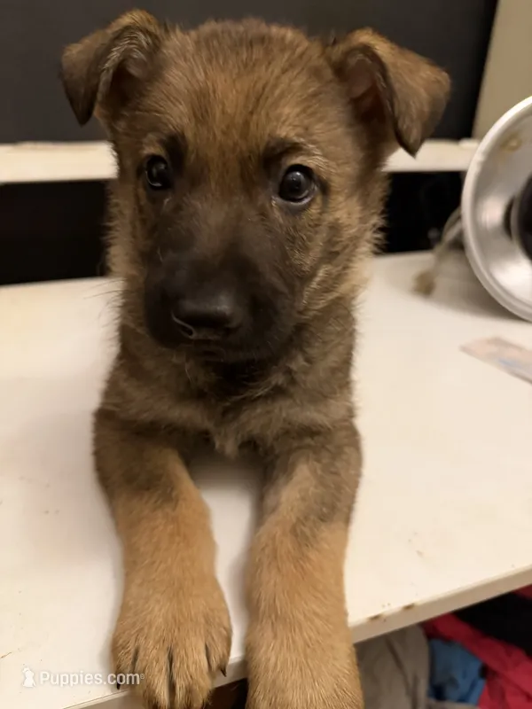 Luna – German Shepherd Dog puppy for sale in Ashford, WV