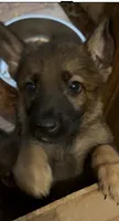 Samson, a male German Shepherd Dog for sale in Ashford, WV – 1 of 2