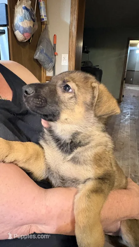 Cyrus – German Shepherd Dog puppy for sale in Ashford, WV