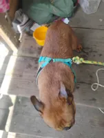 Hunter, a male French Bulldog for sale in Sacramento, CA – Photo 4 of 5