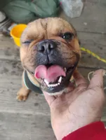 Hunter, a male French Bulldog for sale in Sacramento, CA – Photo 2 of 5